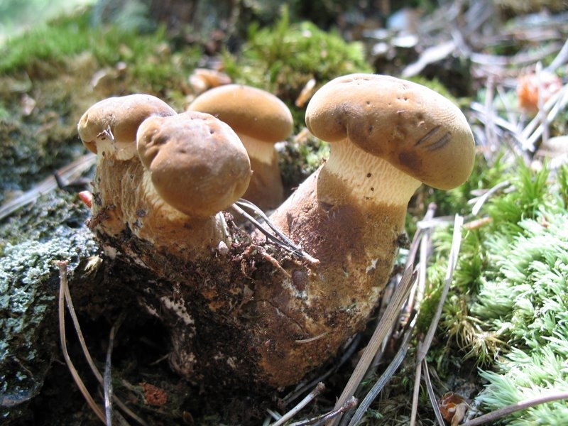 Paxillus atrotomentosus II